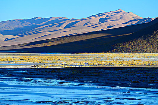泻湖,高原,动物,波托西地区,玻利维亚,南美