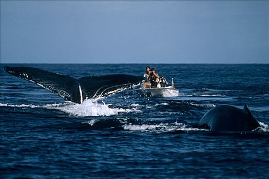 看,驼背鲸,大翅鲸属,鲸鱼,尾部,夏威夷
