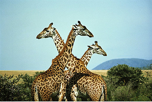 长颈鹿,塞伦盖蒂,东非