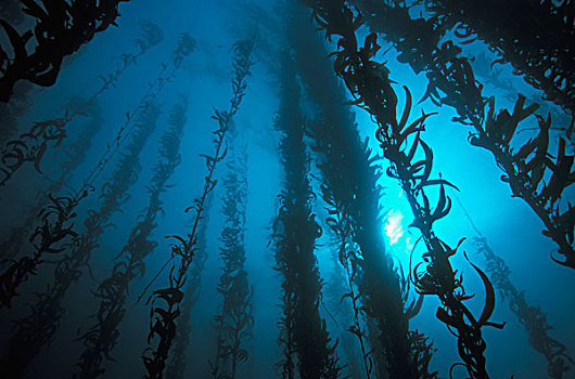 海藻,树林,塔,高处,海底,罗伯士角州立保护区,湾,加利福尼亚,美国