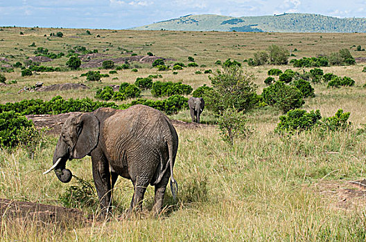 非洲象,幼兽,马赛马拉国家保护区,肯尼亚