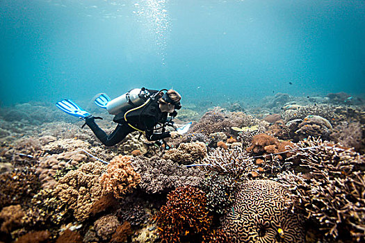 潜水,科学,察看,珊瑚礁,四王群岛,西巴布亚,印度尼西亚