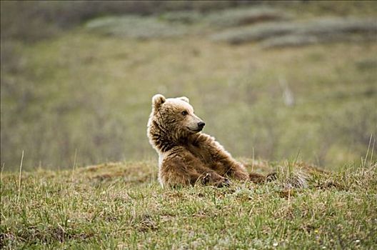 棕熊,坐,苔原,德纳里峰国家公园,阿拉斯加