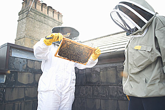 养蜂人,检查,蜂窝