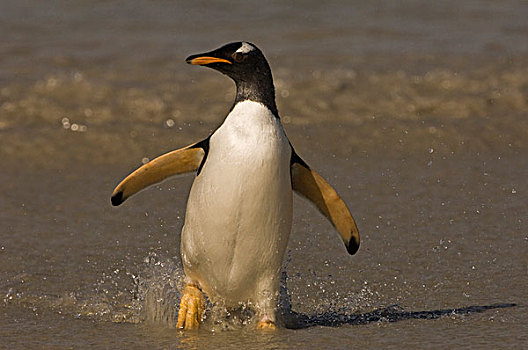 巴布亚企鹅,走,海滩,鹅卵石,岛屿,福克兰群岛