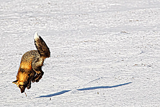 狐狸,狐属,跳跃,空气,猎捕,啮齿类动物,育空地区,加拿大