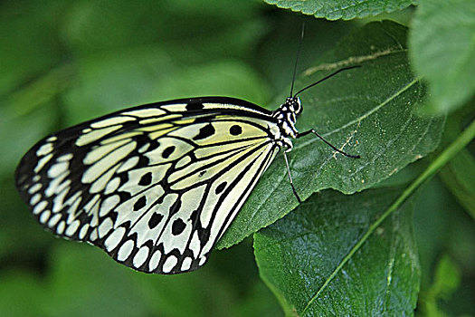 叶子,蝴蝶,白色,大帛斑蝶,动物,昆虫,黑白,图案,自然