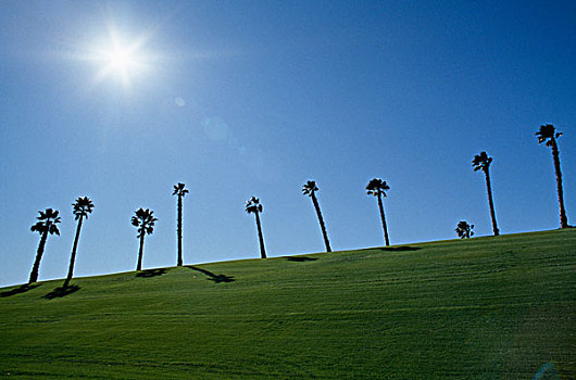 仰视,棕榈树,高尔夫球场