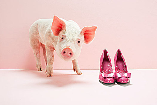 小猪,靠近,鞋,粉色,棚拍