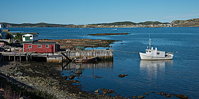 捕鱼,码头,特威林盖特,北方,特威林盖特岛,纽芬兰,拉布拉多犬,加拿大