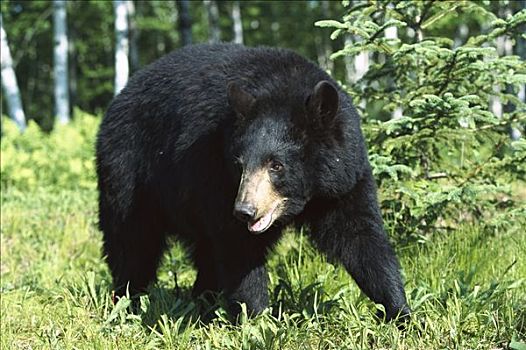 黑熊,美洲黑熊,母熊,桦树,贝图拉州立公园,树林,北美