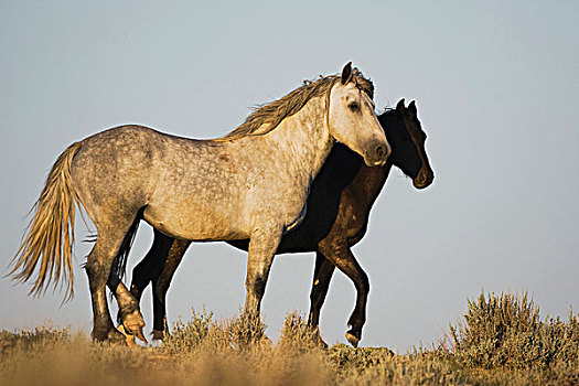 马,一对,普赖尔山野马放牧区,蒙大拿,美国