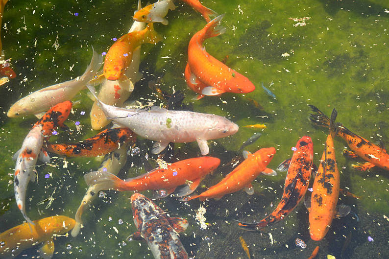 锦鲤_鱼_水塘_迈阿密_植物园_高清图片_全景视觉