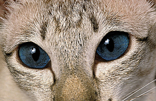 暹罗猫,成年,特写,眼睛