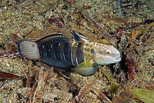 虾虎鱼,米尔恩湾,巴布亚新几内亚