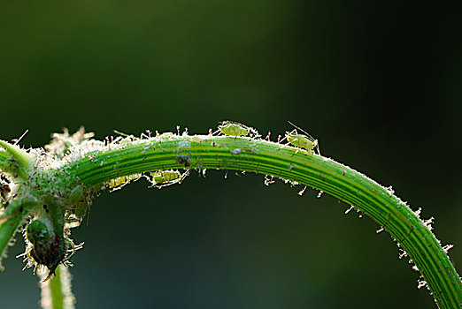 昆虫,蚜虫