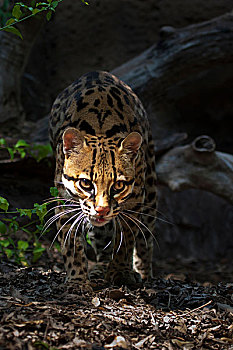 豹猫,虎猫,濒危物种,圈养动物