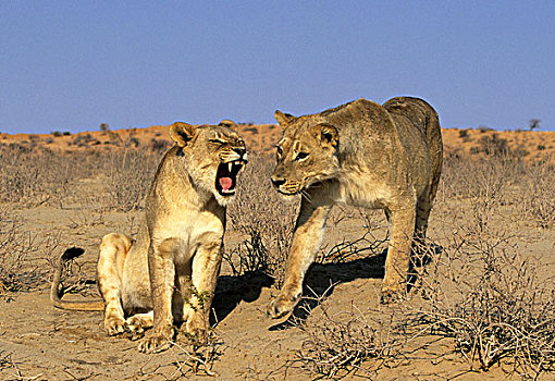 雌狮,狮子,卡拉哈迪大羚羊国家公园,卡拉哈里沙漠,南非,非洲