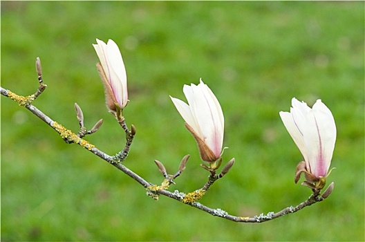 木兰,开花