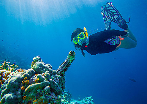 潜水,看,竖立,海参,阿里环礁,马尔代夫,亚洲