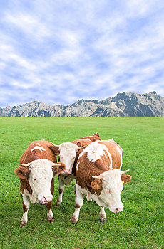 多,母牛,幼兽,放牧,阿尔卑斯山,山,草场,风景