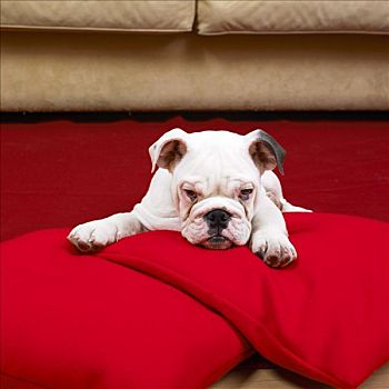 牛头犬,正面,卧,两个,红色,垫子,米色,沙发,背景