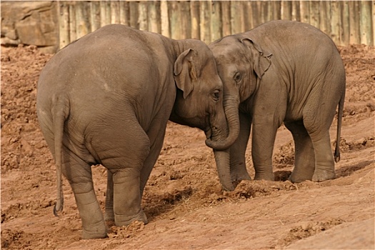 亚洲象,象属