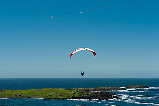 滑伞运动,一前一后,飞行,上方,海洋,岛屿,山,东海岸,澳大利亚