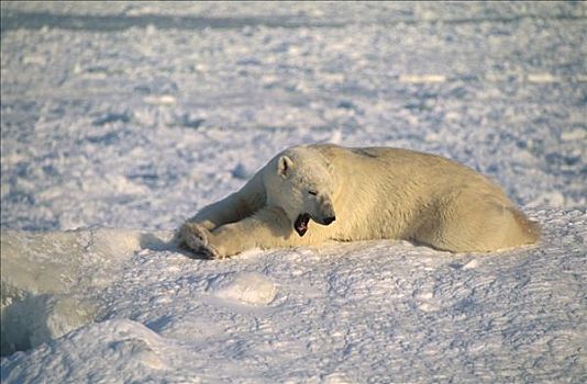 北极熊,休息,雪,丘吉尔市,曼尼托巴,加拿大,成年,冬天,哈欠,疲倦