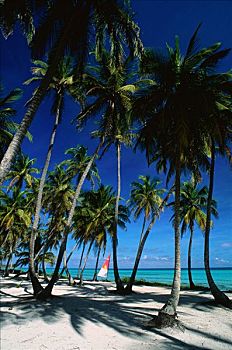 棕榈树,胜地,南,巴哈马