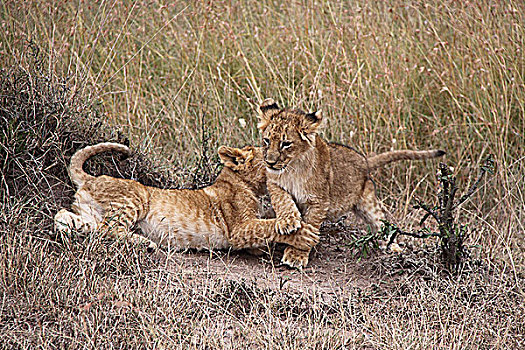 肯尼亚非洲大草原狮子-两只幼狮打闹