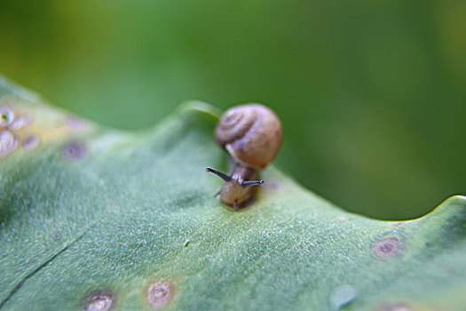 蜗牛与绿叶