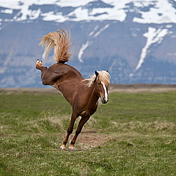 冰岛,马