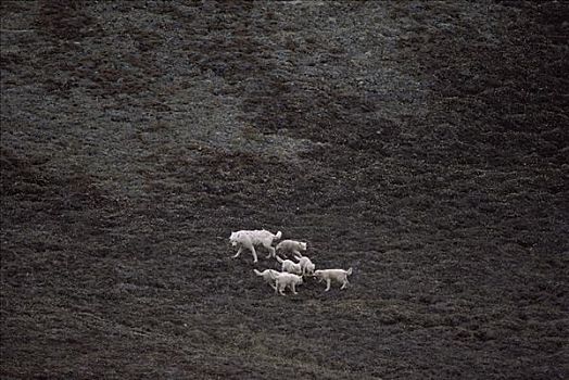 北极狼,狼,玩,幼仔,艾利斯摩尔岛,加拿大