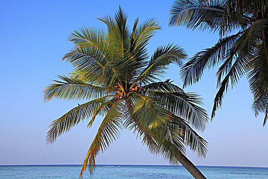 马尔代夫,岛屿,胜地,椰树,海洋