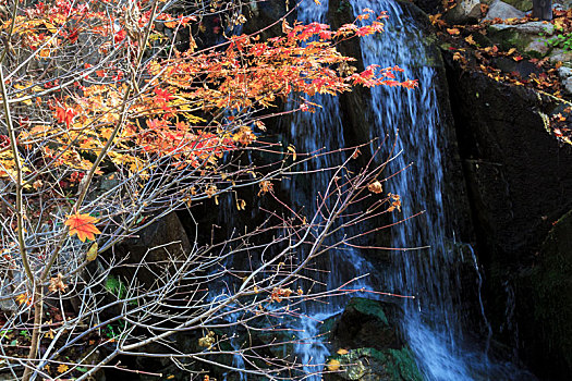 深秋北方山野红叶流水,山东省济南市九如山风光