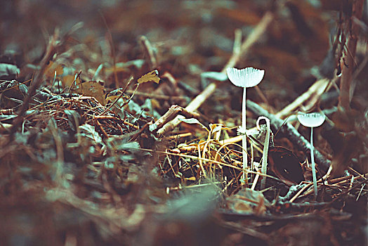 秋天,小,蘑菇,林中地面
