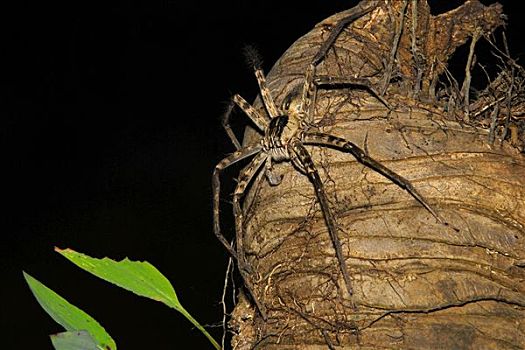 蜘蛛,阿拉胡埃拉,哥斯达黎加,中美洲
