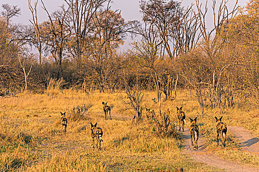 博茨瓦纳,奥卡万戈三角洲,非洲野狗,非洲野犬属,猎捕