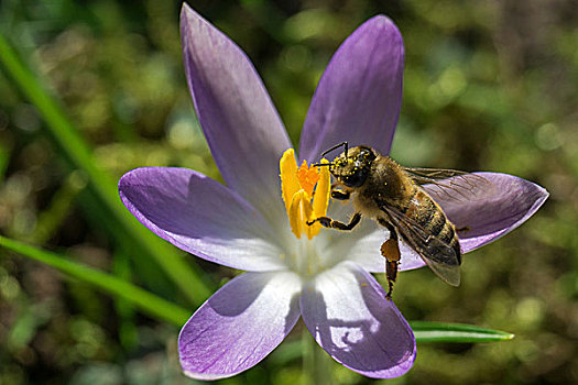 蜜蜂,坐,藏红花,紫罗兰,巴登符腾堡,德国,欧洲
