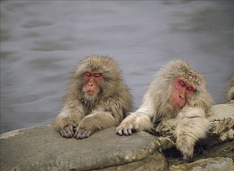 日本猕猴,雪猴,一对,休息,日本