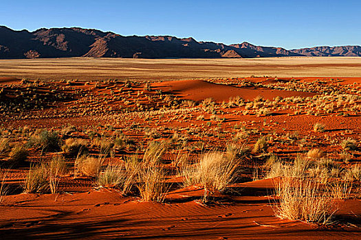 南方,山麓,纳米布沙漠,沙丘,草,后面,山,夜光,纳米比亚,非洲