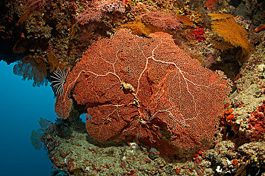 柳珊瑚虫,海扇,珊瑚,悬垂,珊瑚礁,环礁,印度洋,马尔代夫,亚洲
