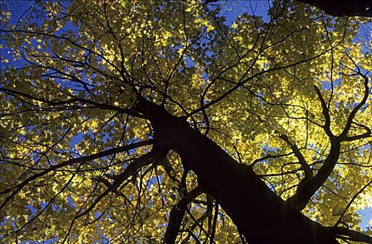 秋天,色彩,枫树,北卡罗来纳,美国