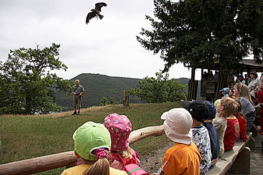 孩子,看,秃鹰,国家公园,黑森州,德国