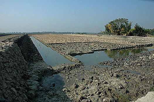 虾,农场,就绪,农事,乡村,地区,库尔纳市,分开,孟加拉,2007年