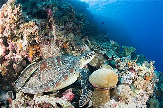 海龟,珊瑚,礁石