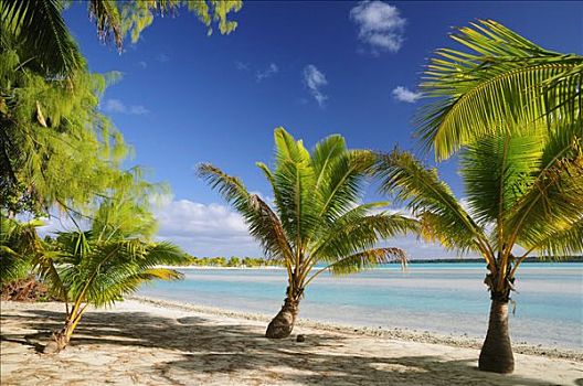 棕榈树,海滩,半岛,爱图塔基,库克群岛