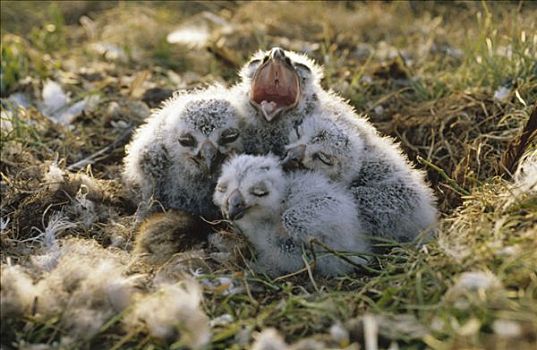 雪鹄,雪鸮,幼禽,鸟窝,阿拉斯加
