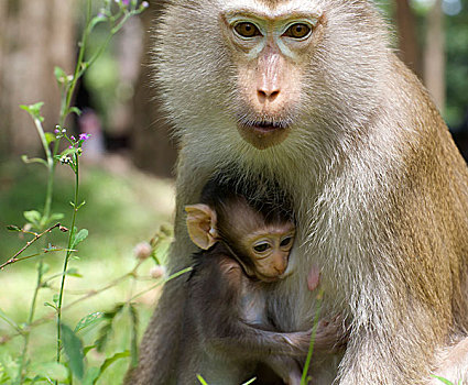 小猴,母亲,野生